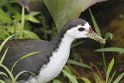 J01_2008 White-breasted Waterhen.JPG